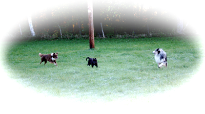 Dogsen-roejer.JPG