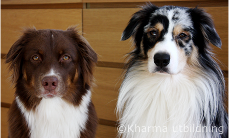 Ozzy & Crissta IMG_2068_2.JPG