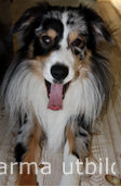 Ozzy gäspar IMG_2204_2.JPG