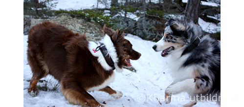 Hundspråk IMG_2397_2-2.JPG