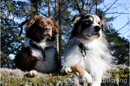 Vackraste Crissta & Ozzy IMG_2441_2.JPG