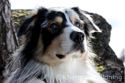 Fina Ozzy IMG_2472_2.JPG