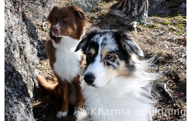 Ozzy & Crissta i solen IMG_2482_2.JPG