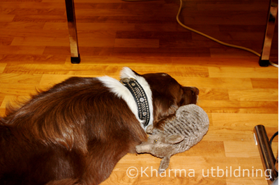 Crissta & bältdjuret sover IMG_2527_2.JPG