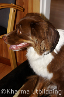 Crissta lyssnar intresserat IMG_2538_2.JPG