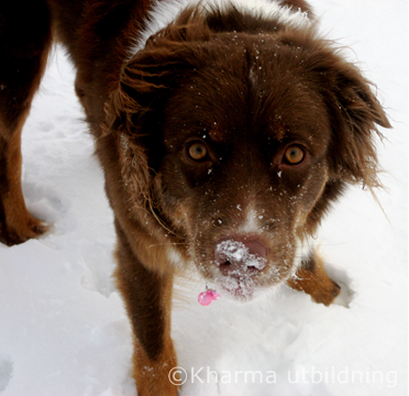 Crissta busar i snö IMG_4673_2.JPG