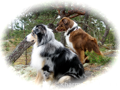Ossy & Crissta IMG_4701_2_2.JPG