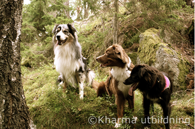 Hundar i skogen IMG_4939_3.JPG