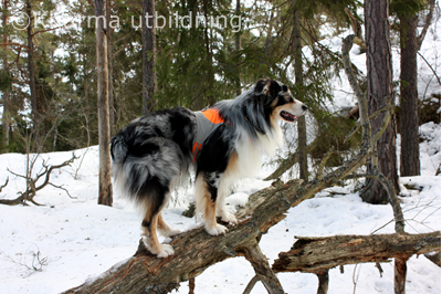 Ozzy balanserar IMG_5128_2.JPG