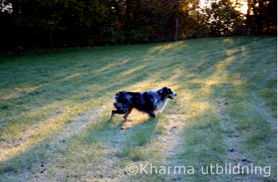 Ozzy-tidig-morgon-3.JPG